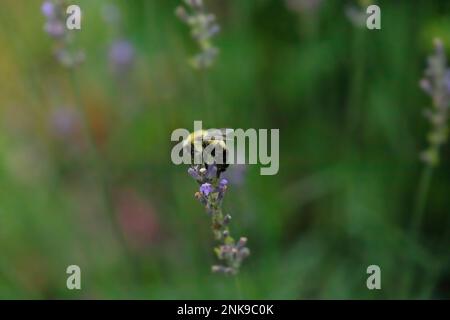 Ape su un fiore di menta Foto Stock