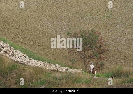 Molise - Italia - 30 novembre 2014 - il pastore a cavallo con i suoi cani conduce un gregge di pecore a pascolare in campagna Foto Stock