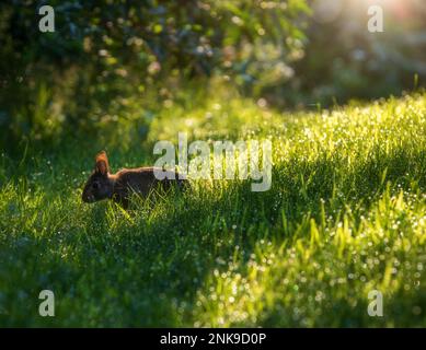 Coniglio che alimenta su erba dewy alla luce del sole di mattina. Foto Stock