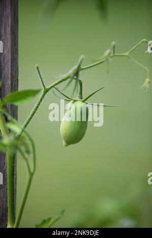 Pomodoro Roma verde che cresce su una vite Foto Stock