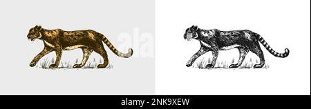 Tigre esotica selvaggia. Animale tropicale. Giungla lineare. Disegno a mano in stile vintage. Illustrazione Vettoriale