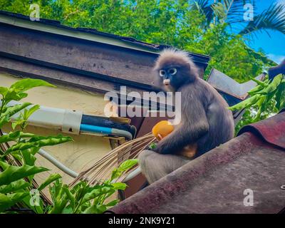 La scimmia foglia crepusky o langur spettacolo seduto sul tetto con un piccolo neonato di colore arancione a Railay Beach, provincia di Krabi, Thailandia Foto Stock
