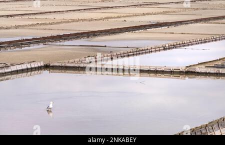 Vista panoramica invernale delle piscine marine nella Salina di Secovlje, Slovenia Foto Stock