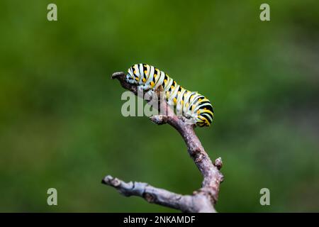 Un singolo caterPillars monarca Danaus plexippus su una pianta all'aperto in estate Foto Stock