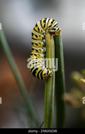 Un singolo caterPillars monarca Danaus plexippus su una pianta all'aperto in estate Foto Stock