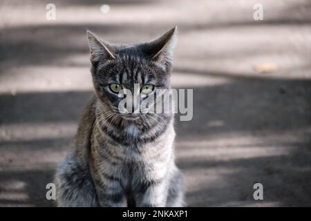 Ritratto di un carino gattino grigio dal look attento. Primo piano. messa a fuoco selettiva Foto Stock