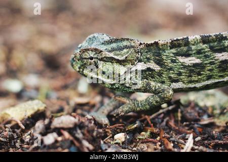 Primo piano ritratto animale di un camaleonte mediterraneo che striscio sul pavimento della foresta Foto Stock