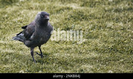 Foto integrale di un Carrion Crow che cammina sull'erba in un campo in campagna Foto Stock