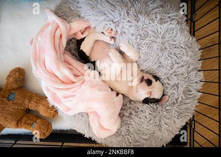 Boston Terrier cucciolo visto dall'alto dorme su un soffice letto e con una coperta. È in una cassa. Accanto a lei c'è un giocattolo orsacchiotto. Foto Stock