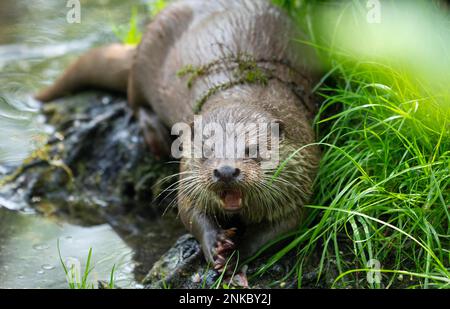 Lontra europea (Lutra lutra) mangia pesce, prigioniero, Germania Foto Stock