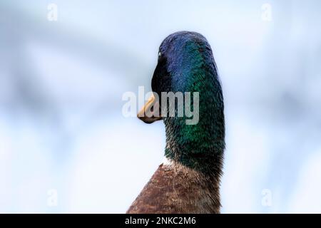 Testa e collo di un mallardo maschio (Anas platyrhynchos) da dietro, guardando a sinistra Foto Stock