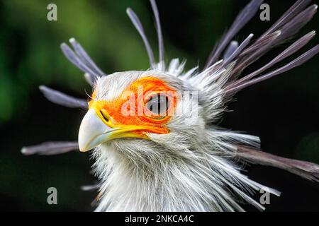 Uccello segretario (Sagittario serpentario), ritratto, prigioniero, Parco degli Uccelli, Weltvogelpark Walsrode, Bassa Sassonia, Germania Foto Stock