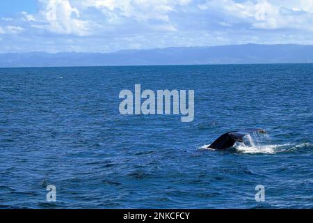 Immersioni con megattere (Megaptera novaeangliae), fluke, Samana, Las Terrenas, Repubblica Dominicana, Caraibi, America Centrale Foto Stock