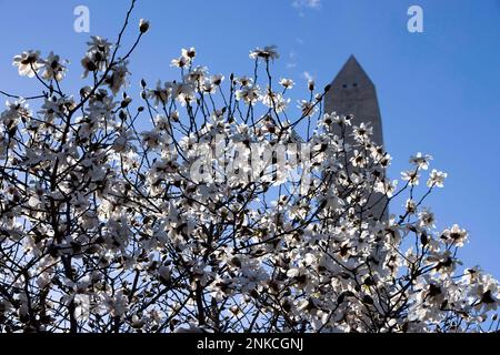 Washington, Stati Uniti. 23rd Feb, 2023. Il Washington Monument e i fiori sono visti a Washington, DC, Stati Uniti, il 23 febbraio 2023. L'alta temperatura nella capitale della nazione si avvicina a 80 gradi Fahrenheit il Giovedi. Credit: Notizie dal vivo di Aaron Schwartz/Xinhua/Alamy Foto Stock