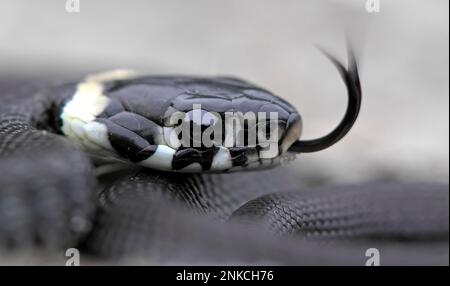 Erba serpente (Natrix natrix) giovane serpente, tongued, spiralato, ritratto, primavera, Riserva della biosfera dell'Elba centrale, Sassonia-Anhalt, Germania Foto Stock