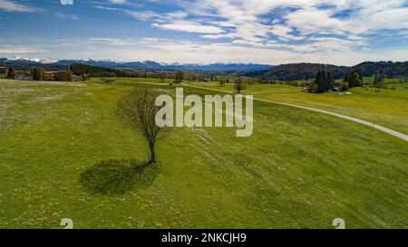 Albero in un prato di foraggio vicino a Kempten in Allgaeu, sullo sfondo le Alpi Allgaeu, Baviera, Germania Foto Stock