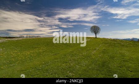 Albero in un prato di foraggio vicino a Kempten in Allgaeu, sullo sfondo le Alpi Allgaeu, Baviera, Germania Foto Stock