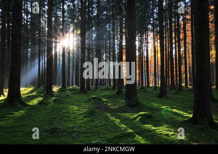 Alta foresta in autunno con retroilluminazione, Natirpark Westliche Waelder vicino ad Augusta, Swabia, Baviera, Germania Foto Stock