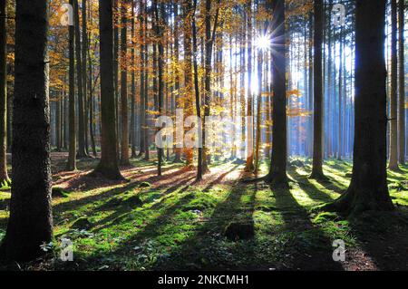 Alta foresta in autunno con retroilluminazione, Natirpark Westliche Waelder vicino ad Augusta, Swabia, Baviera, Germania Foto Stock