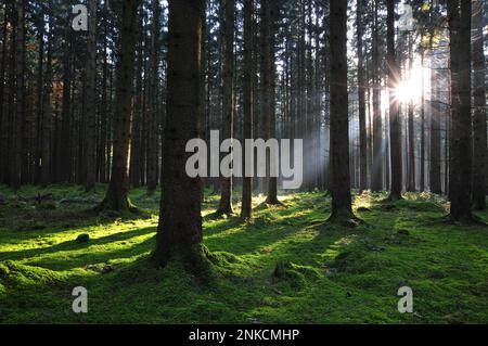 Alta foresta in autunno con retroilluminazione, Natirpark Westliche Waelder vicino ad Augusta, Swabia, Baviera, Germania Foto Stock