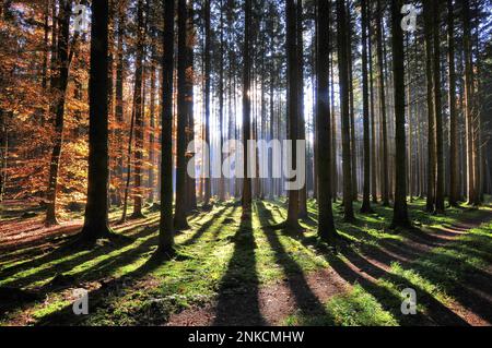 Alta foresta in autunno con retroilluminazione, Natirpark Westliche Waelder vicino ad Augusta, Swabia, Baviera, Germania Foto Stock