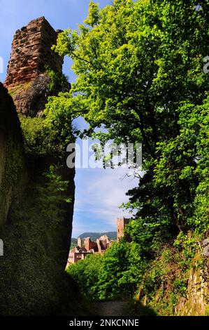 Vista dalle rovine del Castello di Girsberg alle rovine del Castello di Saint Ulrich, Ribauville, Alsazia, Vosgi, Francia Foto Stock