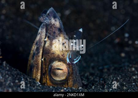 Un anguilla di serpente di Blacksaddle, Ophichthus cephalozona, fa uscire la testa dalla sabbia nello stretto di Lembeh, Indonesia, mentre un gambero pulisce i parassiti dall'anguilla. Foto Stock