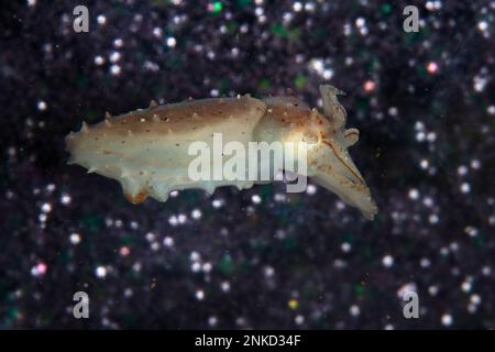 Una seppia giovanile Broadclub, Sepia latimanus, galleggia sopra il mare in Indonesia. Le seppie hanno una breve durata di vita, di solito inferiore a 12 mesi. Foto Stock