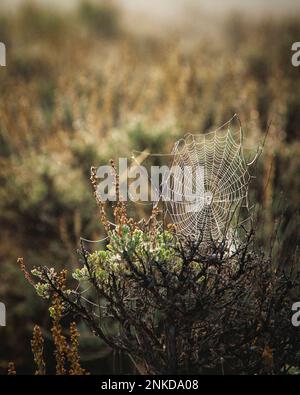 Una ragnatela coperta di rugiada mattutina nel Grand Teton National Park, Wyoming. Foto Stock