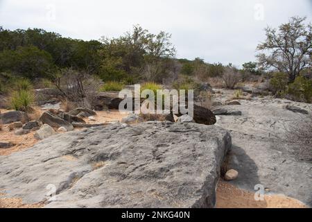 Le piante di Dasylirion Leiophyllum Green Sotol prosperano nelle calcaree e nelle argille sabbiose del Pedernales Falls state Park come parte della Texas Hill Country Foto Stock