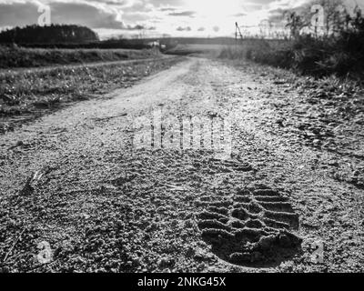 Stampa di scarpe su strada sterrata Foto stock Alamy