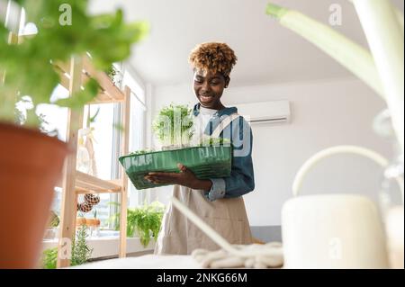 Giovane donna sorridente che mette il microgreen nel contenitore a casa Foto Stock