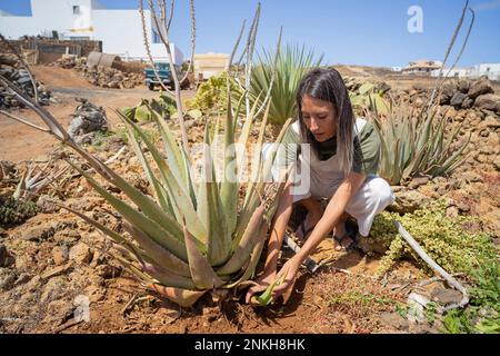 Giovane donna che raccoglie l'aloe vera accovacciandosi in giardino Foto Stock