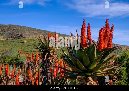 Sud Africa, Provincia del Capo Occidentale, piante di Aloe vera che crescono in Huisrivierpas Foto Stock