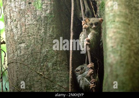 Due individui del tarsier spettrale di Gursky (Tarsius spectrumgurskiae), una specie di primati notturni, sono visibili sul loro nido d'albero in un'ampia luce del giorno nella riserva naturale di Tangkoko, Sulawesi settentrionale, Indonesia. Gli scienziati hanno avvertito che l'ecoturismo o altri tipi di attività umana nell'habitat naturale può gradualmente cambiare il comportamento della fauna selvatica. "Anche quando la visualizzazione della fauna selvatica è effettuata esclusivamente da guide qualificate e addestrate, il turismo ha portato a cambiamenti sostanziali nel comportamento dei teliers visti", ha scritto Sharon L. Gursky nel suo articolo pubblicato per la prima volta online su Springler nel novembre 2022. Foto Stock