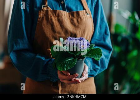 Donna che indossa grembiule che tiene la pianta di primrose Foto Stock