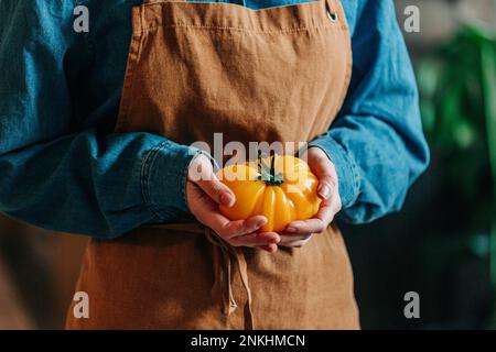 Donna che indossa grembiule che tiene fresco Heirloom pomodoro Foto Stock