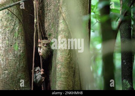 Due individui del tarsier spettrale di Gursky (Tarsius spectrumgurskiae), una specie di primati notturni, sono visibili sul loro nido d'albero in un'ampia luce del giorno nella riserva naturale di Tangkoko, Sulawesi settentrionale, Indonesia. Gli scienziati hanno avvertito che l'ecoturismo o altri tipi di attività umana nell'habitat naturale può gradualmente cambiare il comportamento della fauna selvatica. "Anche quando la visualizzazione della fauna selvatica è effettuata esclusivamente da guide qualificate e addestrate, il turismo ha portato a cambiamenti sostanziali nel comportamento dei teliers visti", ha scritto Sharon L. Gursky nel suo articolo pubblicato per la prima volta online su Springler nel novembre 2022. Foto Stock