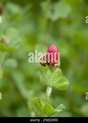 Ape miele arroccato su un fiore cremisi trifoglio raccolta polline. Fotografato con una profondità di campo bassa. Foto Stock