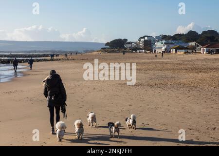 Inghilterra, Dorset, Poole, Sandbanks Beach, cani da passeggio Donna di fronte alle proprietà di lusso sul lungomare Foto Stock