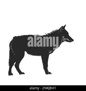 Silhouette di un lupo su sfondo bianco. Foto Stock
