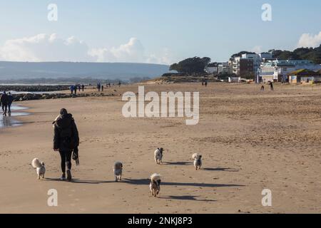 Inghilterra, Dorset, Poole, Sandbanks Beach, cani da passeggio Donna di fronte alle proprietà di lusso sul lungomare Foto Stock