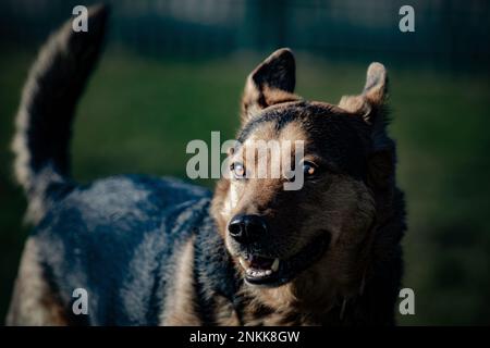 Ritratti di cani reali Foto Stock