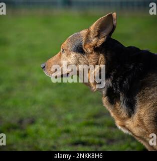 Ritratti di cani reali Foto Stock