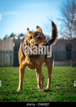 Ritratti di cani reali Foto Stock