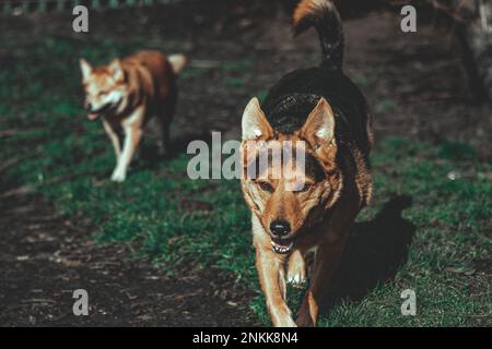 Ritratti di cani reali Foto Stock