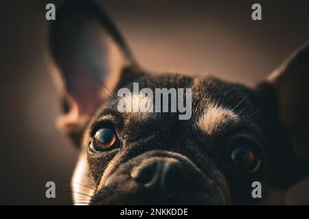 Ritratti di cani reali Foto Stock