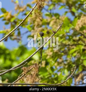 Parakeet prugnito, Psittacula cyanocephala, pappagallo colorato in India Foto Stock