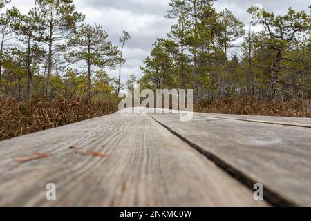 Vista sulla natura della palude con un sentiero in legno che si snoda attraverso la palude Foto Stock