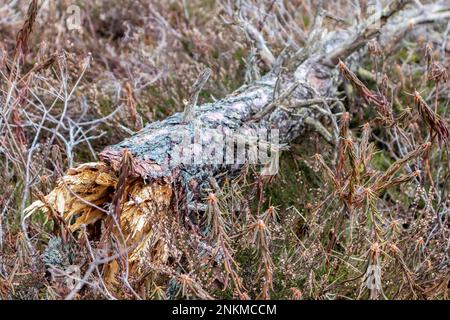 Vista sulla natura di una palude con un pino soffiato dal vento in primo piano Foto Stock